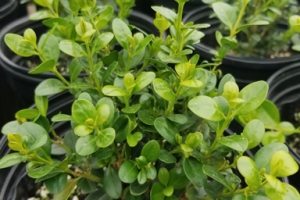 Buxus 'Winter Gem' 